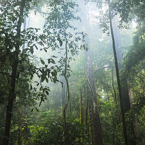 Jungle